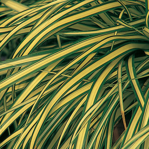 Quart Pot/10 Count Flat: Grass: Carex Hachijoensis 'Evergold' Variegated Japanese Sedge