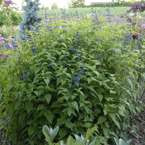 'Black & Blue' Blue Anise Sage Perennial Sage