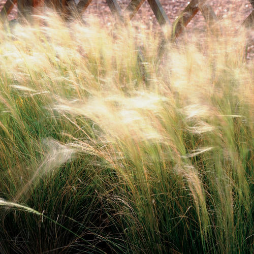 Quart Pot/10 Count Flat: Grass: Nassella (Stipa) Tenuissima 'Pony Tails'.Mexican Feather Grass