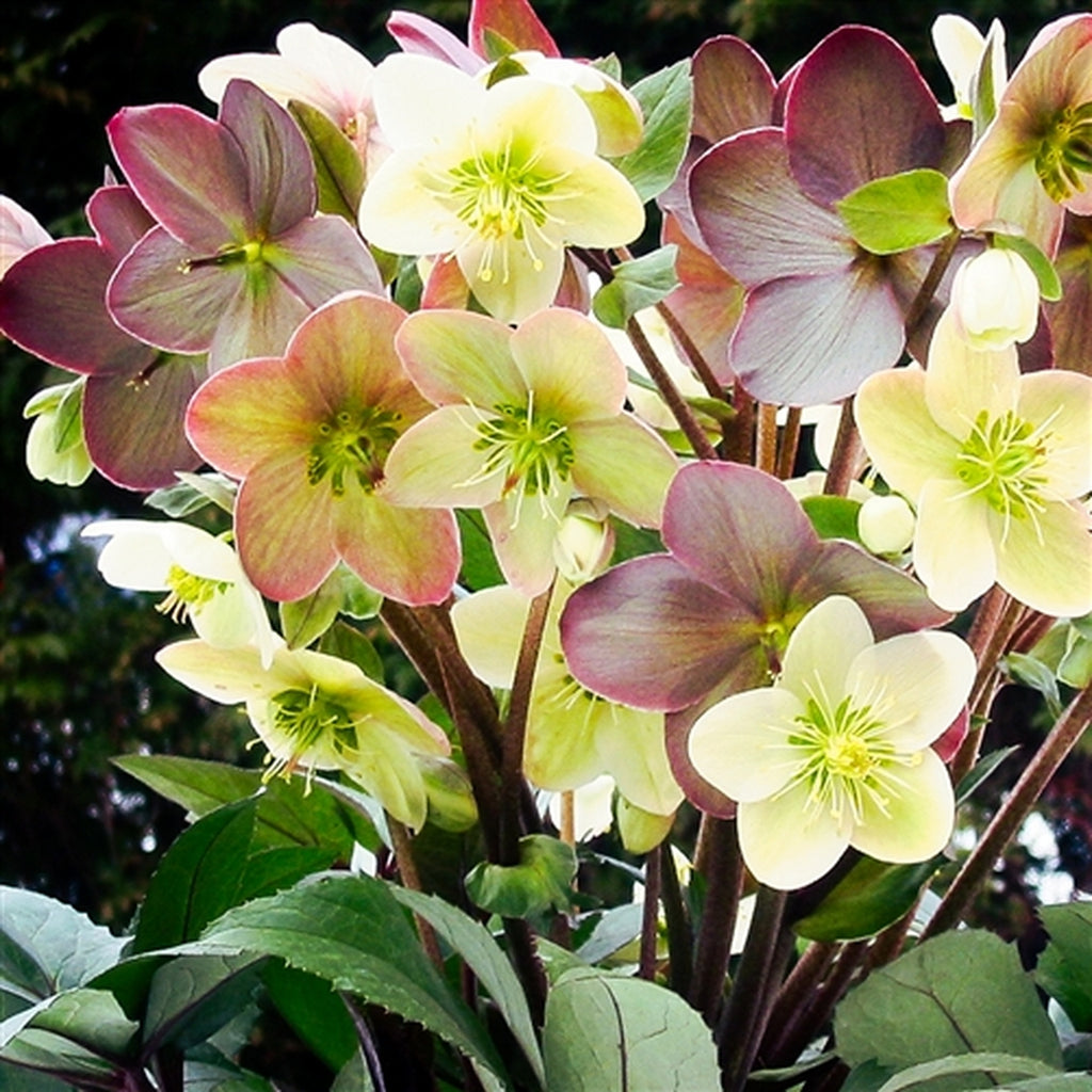 Winter Magic Candy Love Lenten Rose