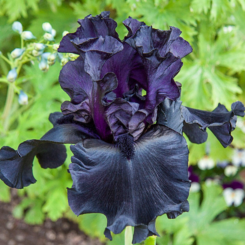 (1 Gallon) Iris Germanica Before The Storm Bearded German Iris