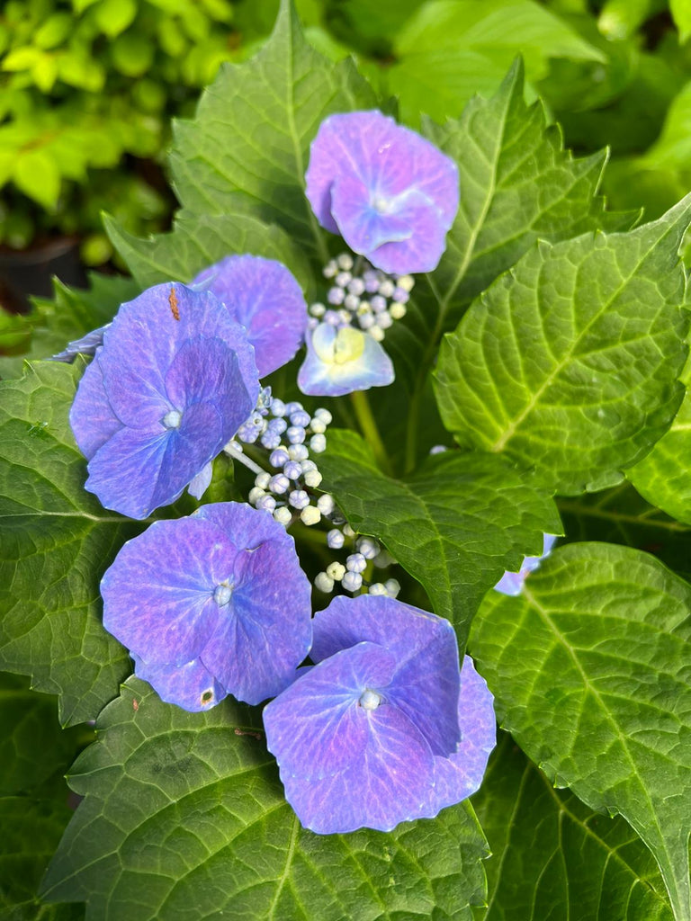 Hydrangea 'Cabbage Patch'