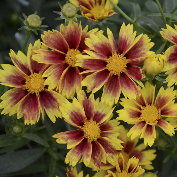 1 Gallon Pot: Coreopsis L'Il Banga 'Enchanted Eve' Pp27857. Tickseed. Broad Yet Compact Mound of Attractive, Medium Green Foliage