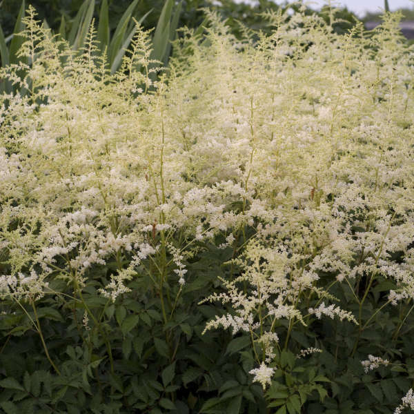 Astilbe 'Bridal Veil'