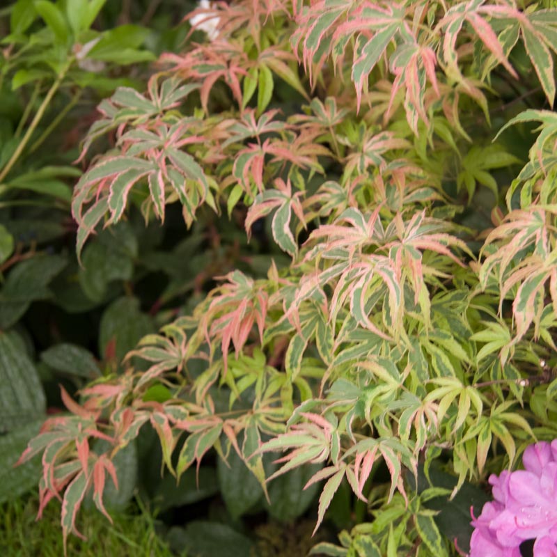 Shirazz Japanese Maple