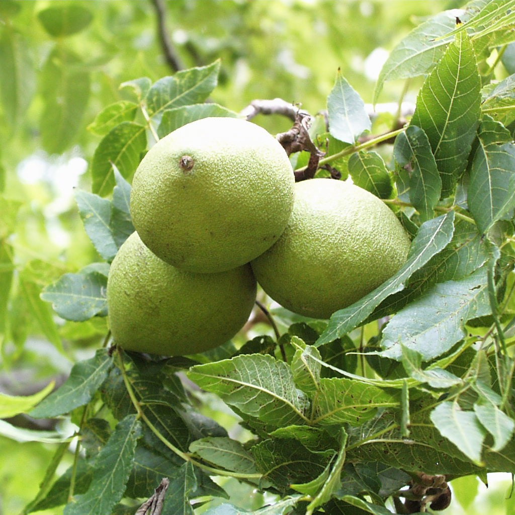 Black Walnut- Beautiful Black Walnut with a Round, Low Branching, Open Crown That Spreads Nearly As Wide As It is Tall.