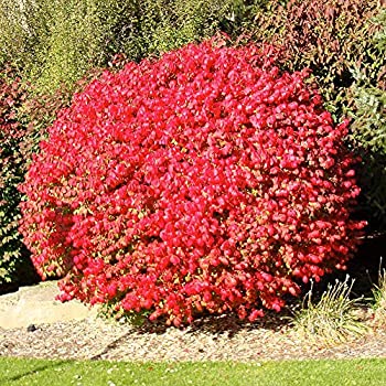 Burning Bush Shrub