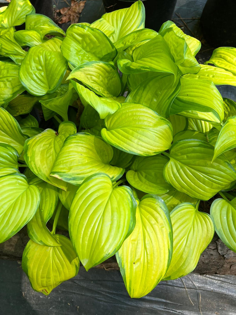 Hosta 'Stained Glass'