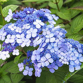 Hydrangea Teller's Blue