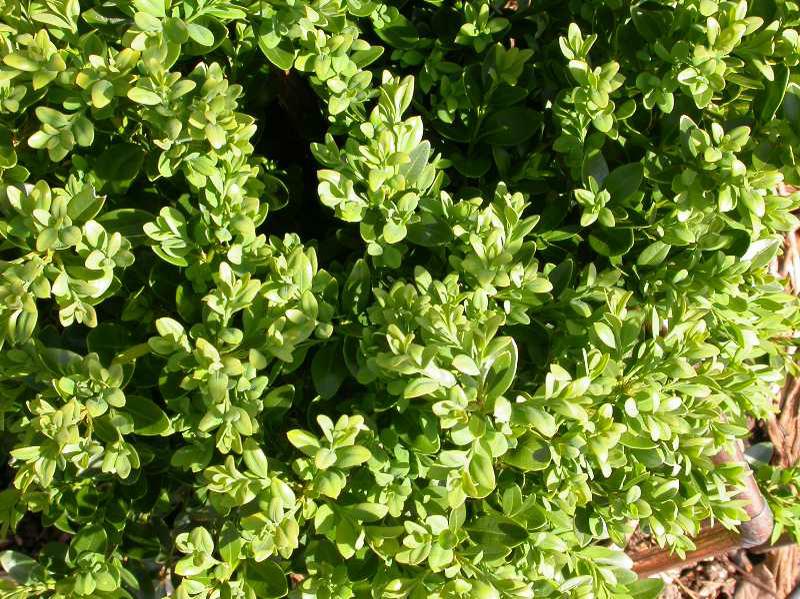 Green Velvet Boxwood