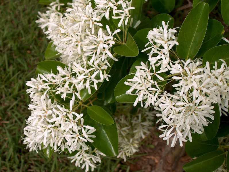 Chionanthus Retusus Chinese Fringe Tree