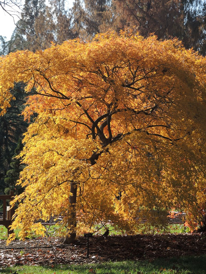 Germaine'S Gyration Japanese Maple