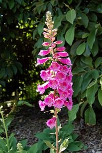 (1 Gallon) Digitalis Purpurea 'Foxy' Foxglove