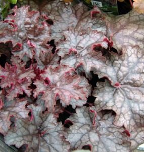 (1 Gallon) Heuchera 'Amethyst Myst' Coral Bells