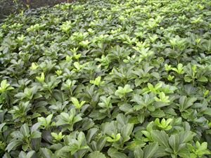 (18 Count Flat/3.5 Inch Pots) Pachysandra Terminalis Japanese Spurge