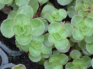 (10 Count Flat/4.5 Inch Pots) Sedum Spurium "Dragons Blood" Stonecrop