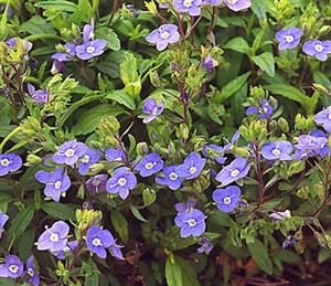 (10 Count Flat 4.5 Inch Pots) Veronica Peduncularis Georgia Blue Speedwell