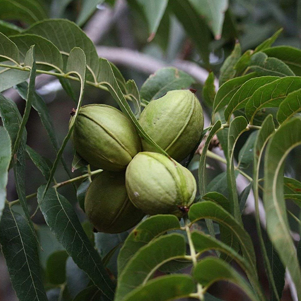 Caddo Pecan