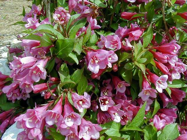 Weigela 'Minuet'