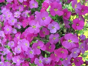 (10 Count Flat - 4.5 Inch Pots), Aubrieta Hybrida 'Dark Red' Rock Cress