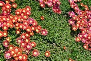 (10 Count Flat/4.5 Inch Pots) Delosperma Dyeri 'Psdold' Red Mountain Iceplant