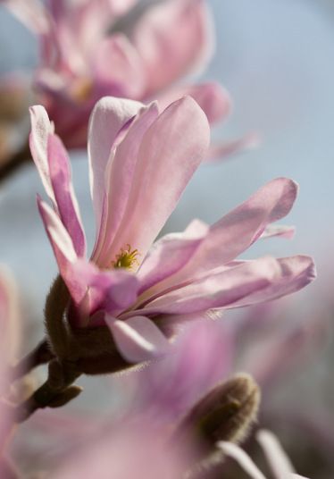 Leonard Messel Magnolia