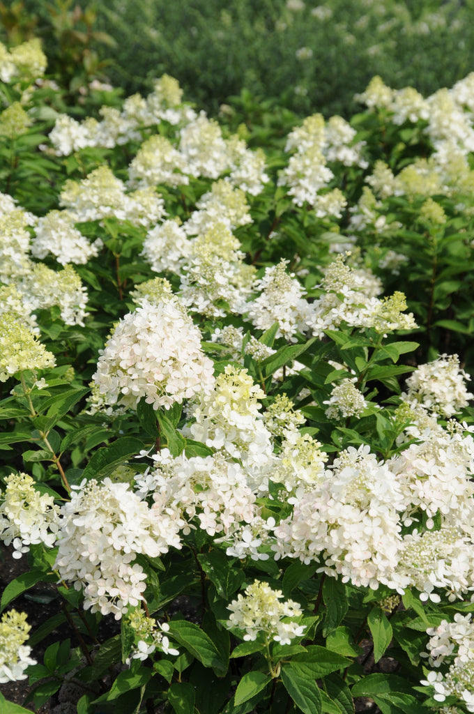 Hydrangea 'Sweet Summer'