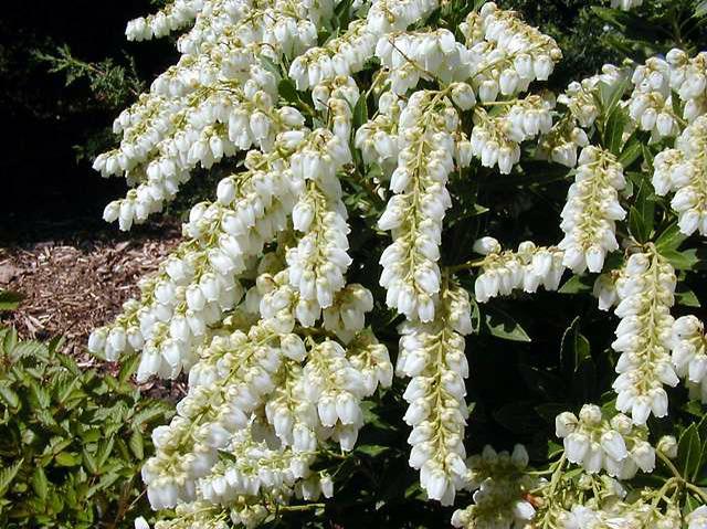 (1 Gallon) Pieris Japonica 'Prelude'