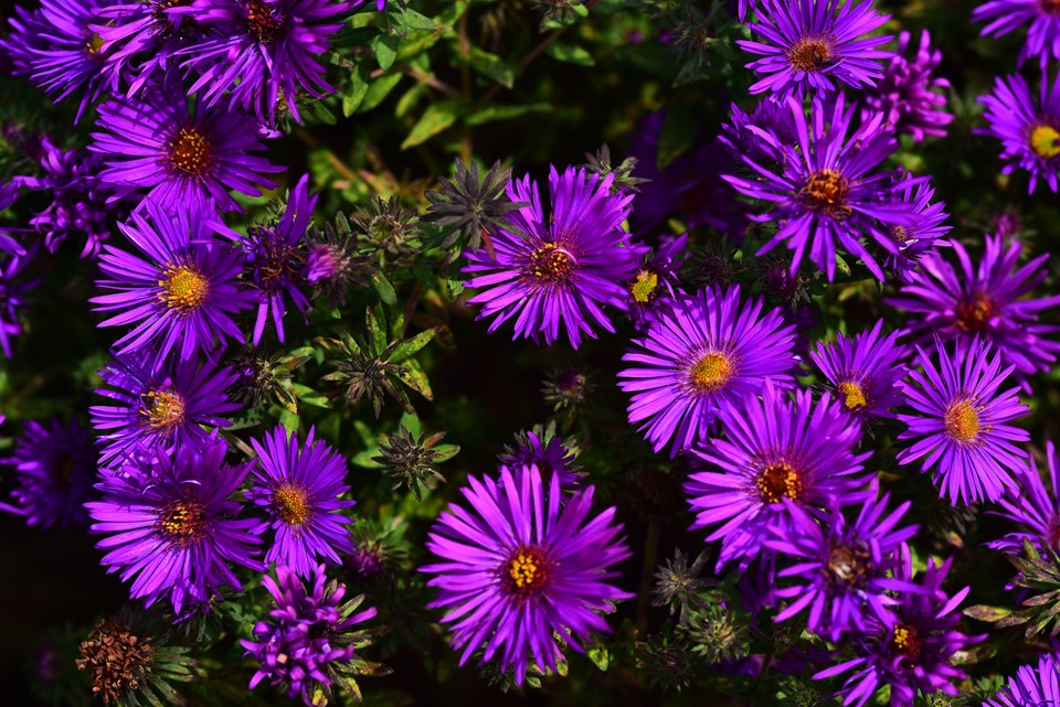 1 Gallon Pot: Aster Novae-Angliae 'Purple Dome' New England Aster