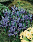 (Pack of 15 BULBS) IRIS DUTCH RETICULATA MINIATURE