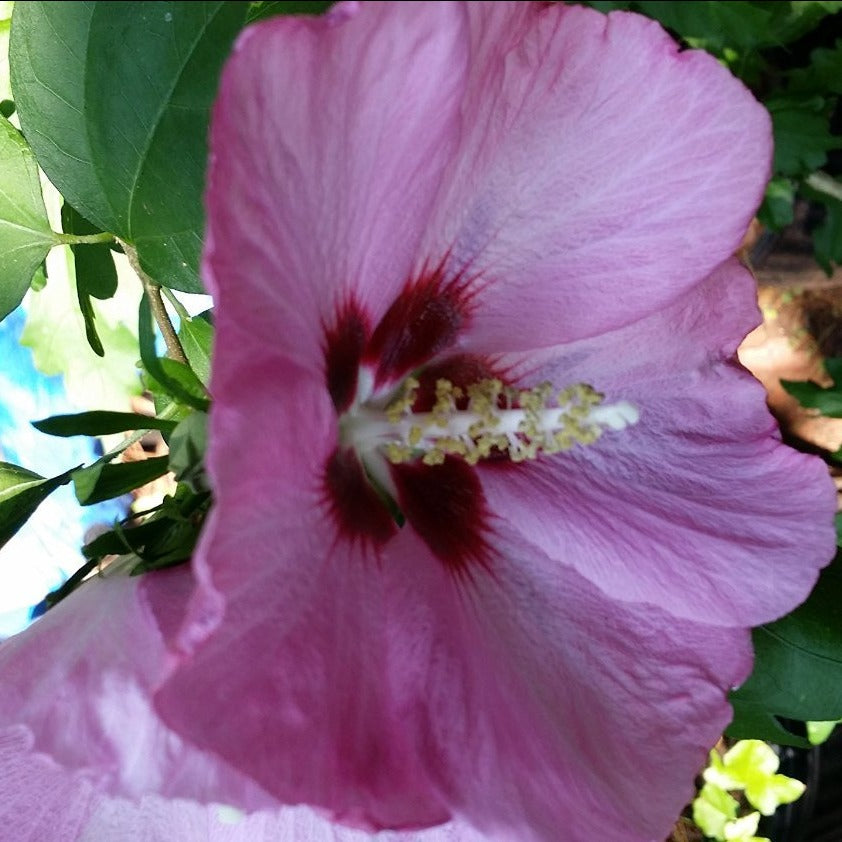 Minerva Althea (Rose of Sharon)