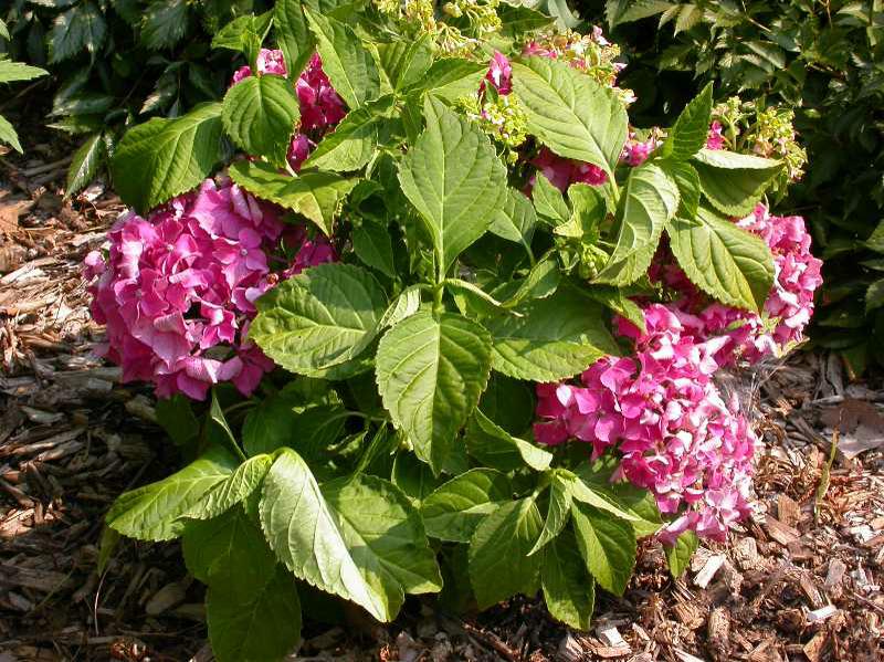 Hydrangea 'Pia'