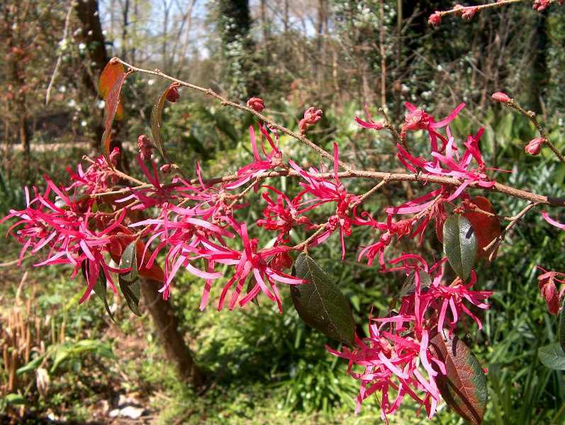 Pizazz Loropetalum