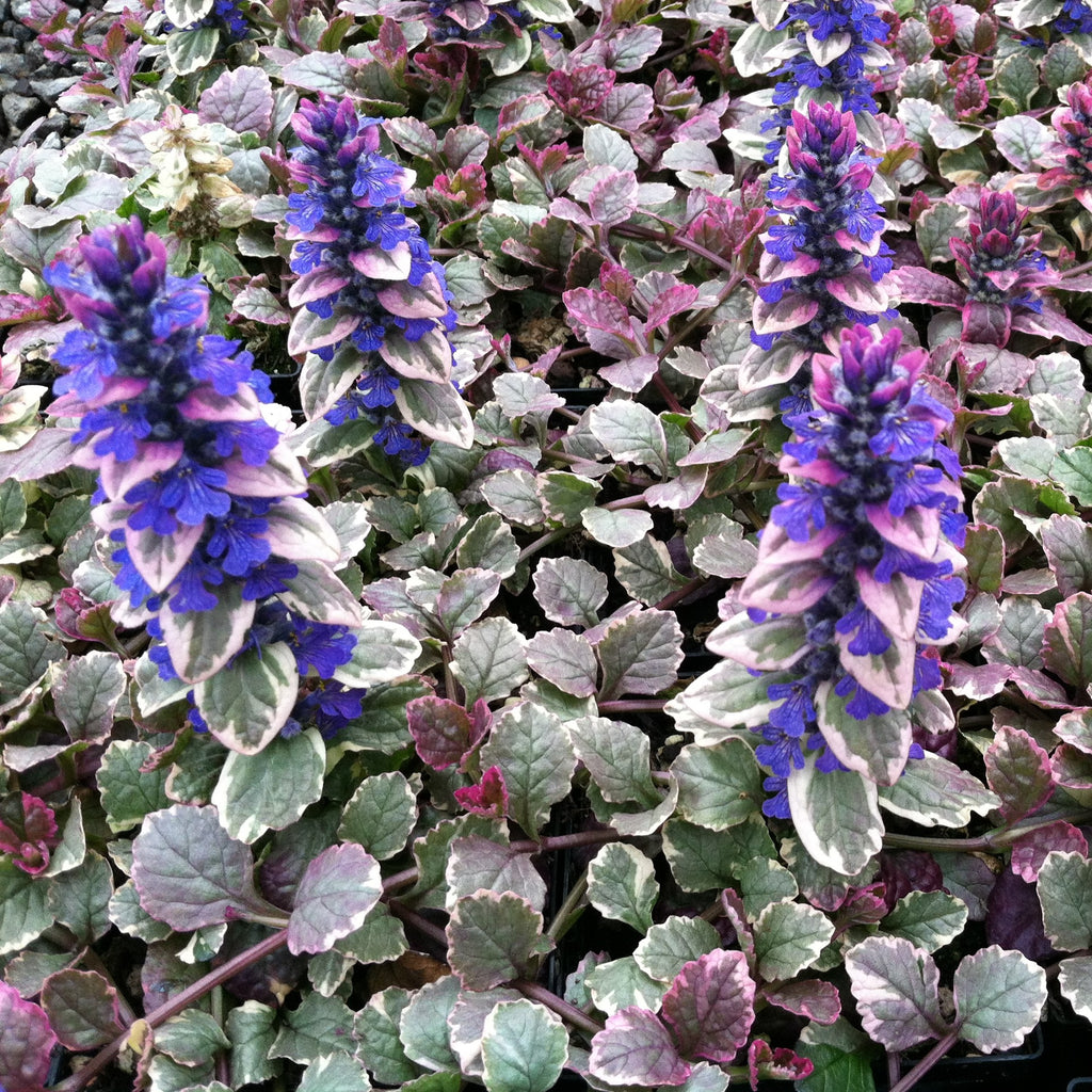 (1 Gallon) Ajuga Reptans Burgundy Glow