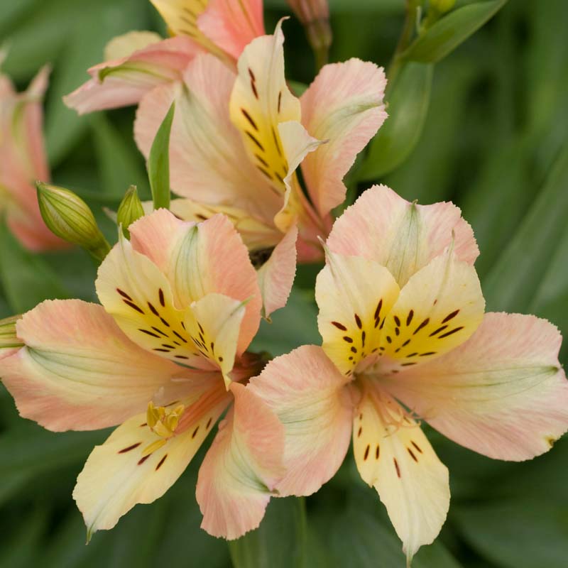 (1 Gallon) Alstroemeria Inca Ice Peruvian Lily