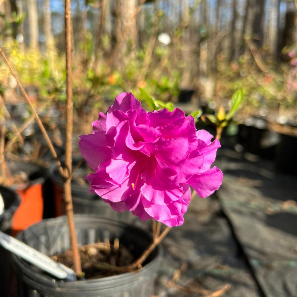 Amelia Rose Hybrid Azalea