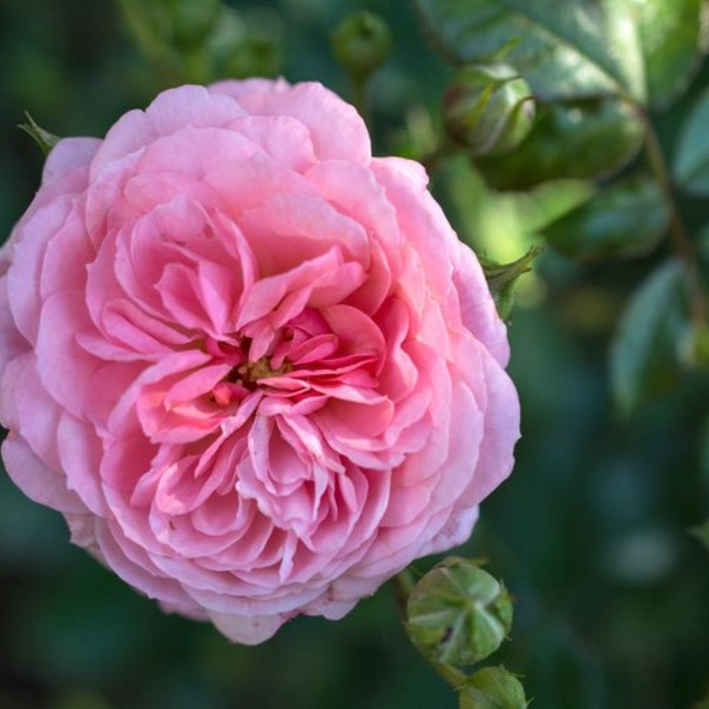 Apricot Drift Rose