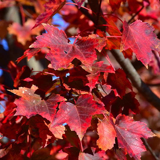 Acer Autumn Flame