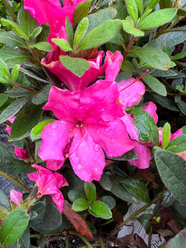 Azalea X 'Higasa'