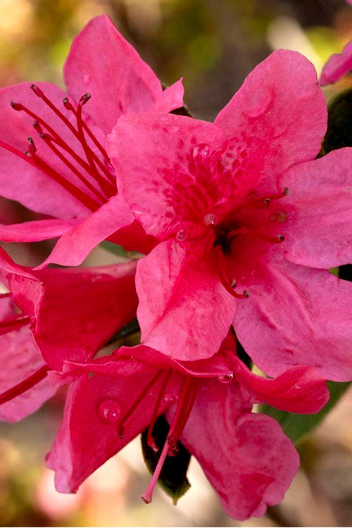 Autumn Cheer Encore Azalea