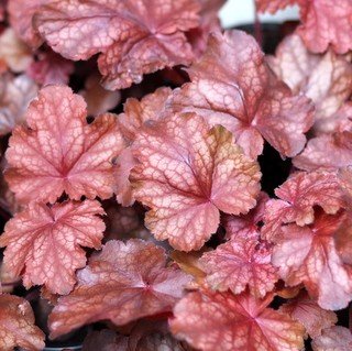 (1 Gallon Plant), Heuchera 'Amber Lady' Coral Bells