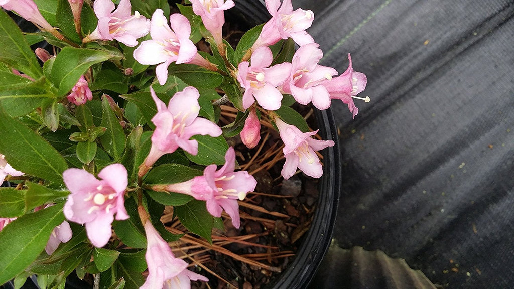 (1 Gallon) Golden Weigela, Tons of Funneled-Shaped Pink Flowers, Attracktive Golden Green Foliage, Fountain Shaped Growth.