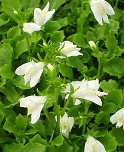 (10 Count Flat/4.5 Inch Pots) Mazus Reptans 'Albus' White Creeping Mazus