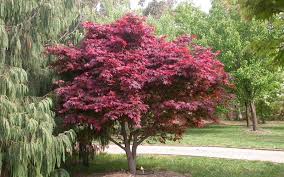 Hefner'S Red Japanese Maple