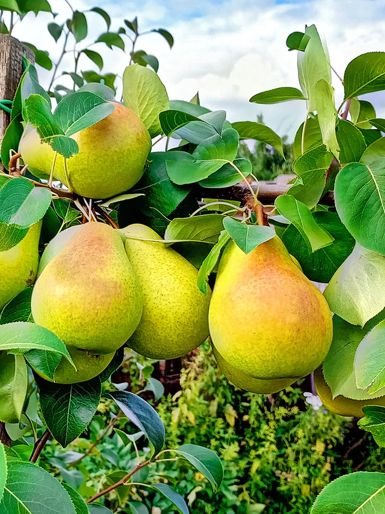 Baldwin Pear Tree