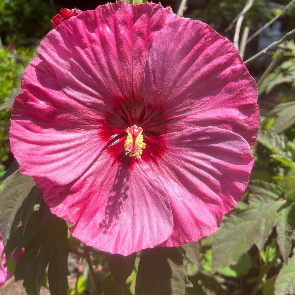 Hibiscus Berry Awesome