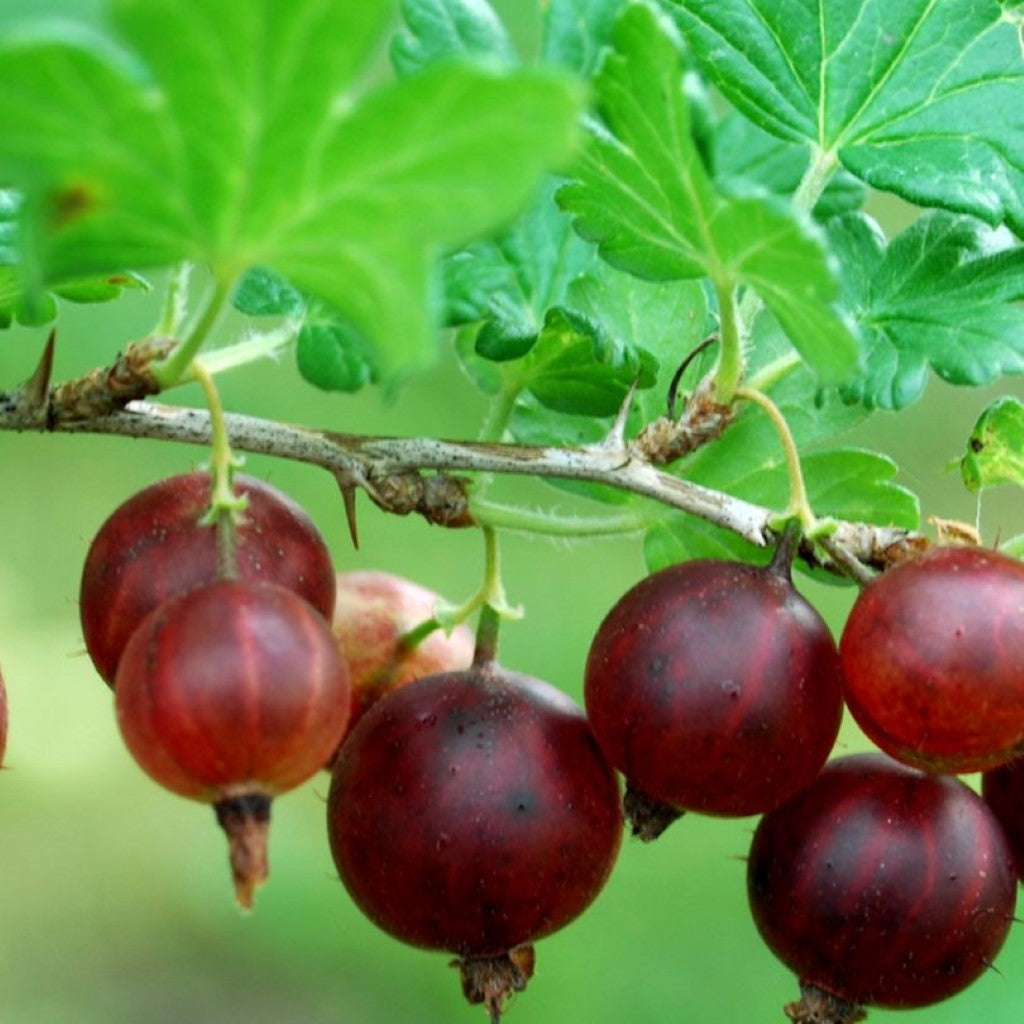 Black Velvet Gooseberry