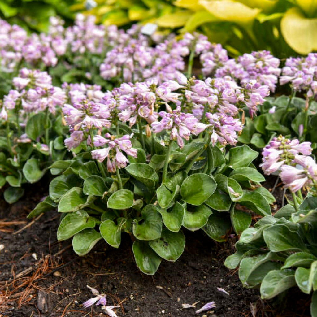 Hosta Blue Mouse Ears