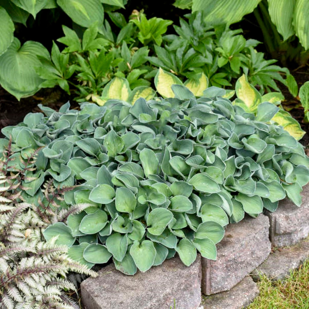 Hosta Blue Mouse Ears