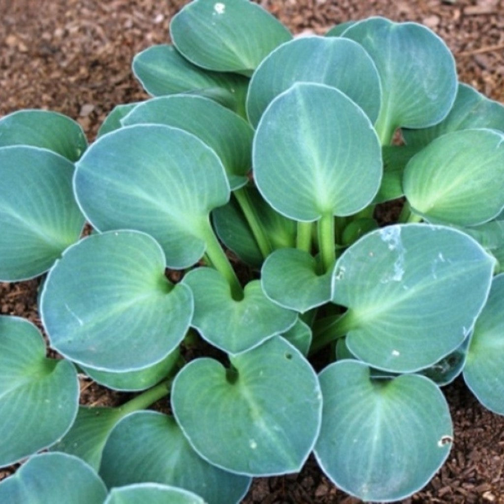 Hosta Blue Mouse Ears